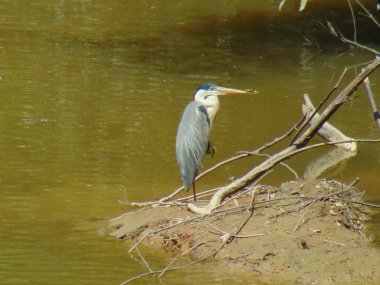 Gri ve beyaz kuş suyun kenarında güneşleniyor.