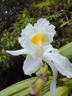Ruh Orkidesi adında beyaz bir çiçeğin fotoğrafı.