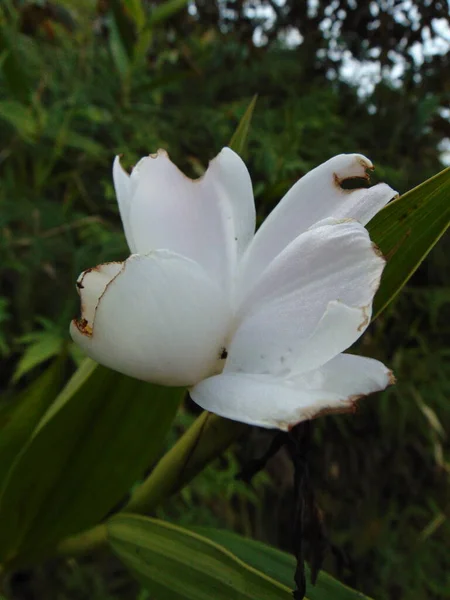 Photo of a white flower, called the Spirit Orchid