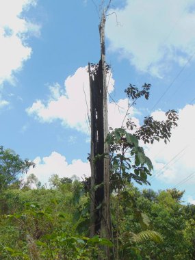 Yıldırım tarafından parçalanan ve yakılan bir ağacın fotoğrafı