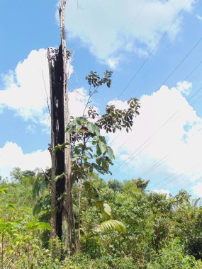 Yıldırım tarafından parçalanan ve yakılan bir ağacın fotoğrafı