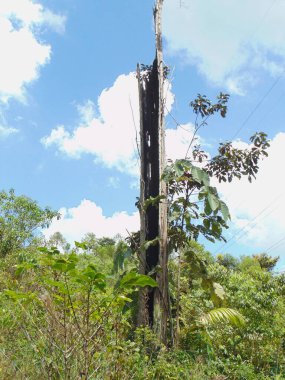 Yıldırım tarafından parçalanan ve yakılan bir ağacın fotoğrafı
