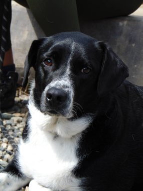 Büyük cins köpek dinleniyor ya da uyuyor.