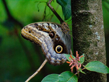 Bir ağacın gövdesine tünemiş renkli bir kelebek.,
