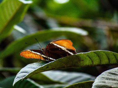 Yaprakların üzerinde siyah tünemiş sarı kelebek.
