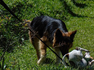  Çimenlerde oynayan iki köpek.