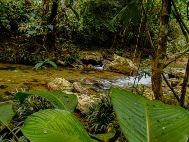 Ormanın ortasından akan dere.