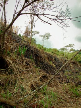 İnsan Elleri Tarafından Yanan Ağaçlar