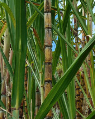 Şeker kamışları hasat ediliyor, tüketime hazır.