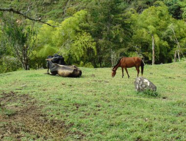 Çiftlikte ot yiyen yetişkin kahverengi ve beyaz sığırlar