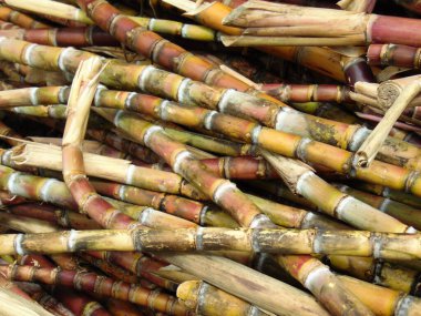 Şeker kamışları hasat ediliyor, tüketime hazır.