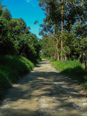 Rahatlamak ve doğanın tadını çıkarmak için ormanda yürü. yol