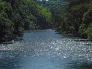 Güneşli bir günde, ormanın ortasında incili yeşil ve kristal berrak suları olan yumuşak bir nehir.