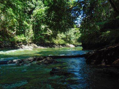 Manso de Norcasia Nehri - Caldas, ormanın ortasında yeşilimsi