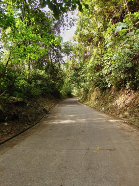 Açık güneşli bir günde, ormanın ortasında yol