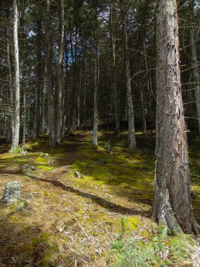 Sonbaharda güzel bir orman