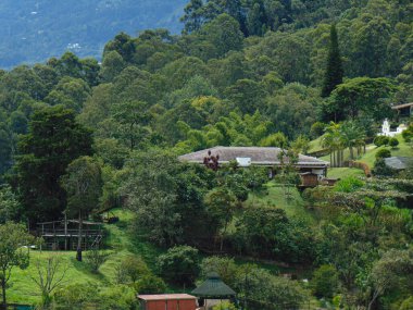 Sri Lanka 'daki yeşil çay tarlaları