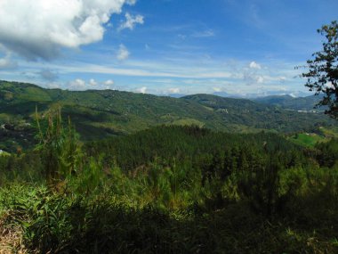 Güneşli bir günde ağaçlar ve dallarla dolu geniş çam ağaçlarının yetiştiği orman.