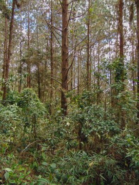 Güneşli bir günde ağaçlar ve dallarla dolu geniş çam ağaçlarının yetiştiği orman.