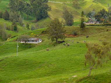 Çiftlikteki kulübede sığırlar bulutlu ve güneşli bir günde ot yiyorlar.