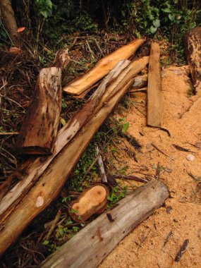 Ormanın üzerine atılmış ahşap odunlar, ikiye bölünmüş ve parçalara bölünmüş.