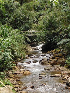 Kayalıklardan ve ormandan akan dere, güneşli bir gün.