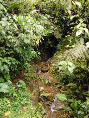 Kayalıklardan ve ormandan akan dere, güneşli bir gün.