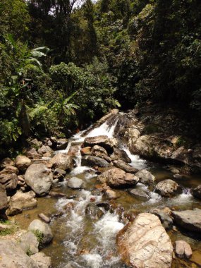 Kayalıklardan ve ormandan akan dere, güneşli bir gün.