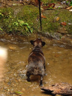 Siyah Fransız Bulldog 'u ile Brown Nehirde Banyo Yaparken Bir Dalla Oynuyor