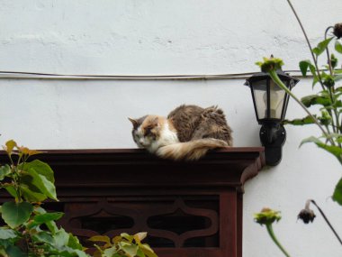 Kahverengi, beyaz kedi, kahverengi kapının kenarında uzanıyor ve uyuyor, yanındaki lamba.