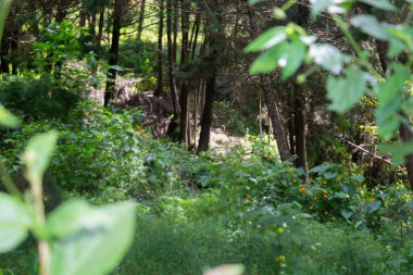 Yolun ortasında çam ağaçları, ağaçlar, yapraklar ve gövdeleri olan güzel bir orman.