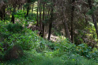 Yolun ortasında çam ağaçları, ağaçlar, yapraklar ve gövdeleri olan güzel bir orman.