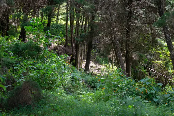 Yolun ortasında çam ağaçları, ağaçlar, yapraklar ve gövdeleri olan güzel bir orman.
