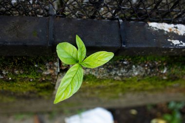 Asfaltın ortasında büyüyen dört yapraklı bitki, etrafında yosun var.