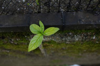 Asfaltın ortasında büyüyen dört yapraklı bitki, etrafında yosun var.