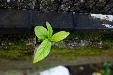 Asfaltın ortasında büyüyen dört yapraklı bitki, etrafında yosun var.