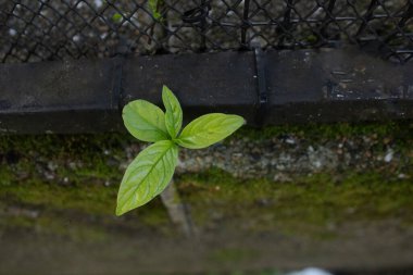Asfaltın ortasında büyüyen dört yapraklı bitki, etrafında yosun var.