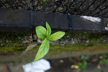 Asfaltın ortasında büyüyen dört yapraklı bitki, etrafında yosun var.