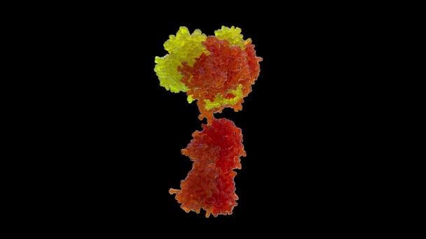 Modèle Animé Globule Blanc Rotation Des Lymphocytes Humains 360 Dans — Video
