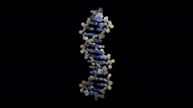 Döngülü, insanların B-DNA sarmalı. Tarzlanmış DNA sarmalının 3 boyutlu animasyonu. Yüksek kalite 4k görüntü