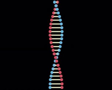 Alfa arka planlı 2D DNA sarmalı animasyonu. Yüksek kaliteli FullHD görüntüler