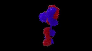 Beyaz kan hücresinin 3 boyutlu animasyon modeli. Bir döngü animasyonunda insan antikor hücresi dönüşü 360. Yüksek kaliteli FullHD görüntüler