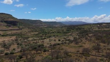Sardunya tarımı. Zeytin ağaçları ve buğday tarlaları. Sardunya manzarasının insansız hava aracı görüntüleri. Yüksek kalite 4k görüntü