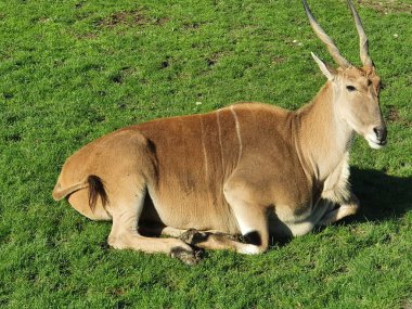 Dev antilop, güneşli bir yaz gününde yeşil çimlerin üzerinde sessizce dinleniyor. 