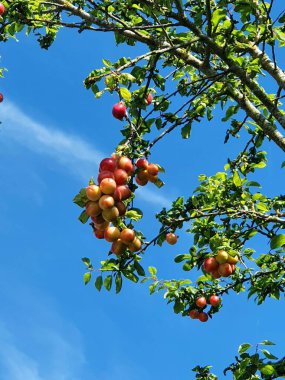 Güneşli bir sonbahar gününde, Ukrayna 'nın bir köyünün bahçesinde, genç bir ağacın dalında olgunlaşmış elmalar.