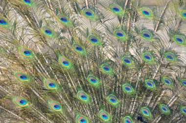 Genç bir tavus kuşunun güzel bir tavus kuşu kuyruğu tüyüne yakın çekim