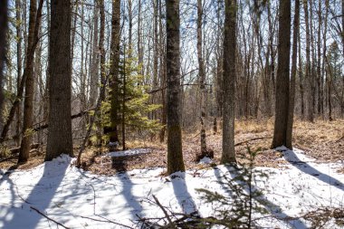 Yerde karla kaplı bir ormanın fotoğrafı. Ağaçlar uzun ve çıplak dallıdır ve orman yoğundur. Kar kalın ve zemini tamamen kaplıyor. Tek ses ağaçların arasından esen rüzgârdır..