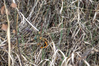 Uzun otların ve yerde uzanan bir kelebeğin bulunduğu bir tarlanın görüntüsü doğada bir durgunluk anını yakalıyor..