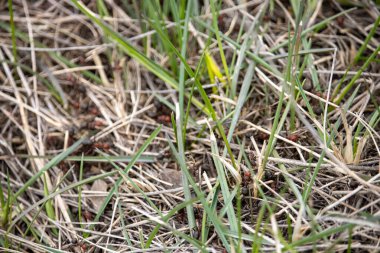 Arka planda rahatsız bir karınca tepesi görüntüsü, karıncaların doğal bir şekilde çimenli bir alanda veya bahçede emeklediği bir görüntü..