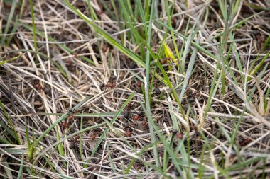 Arka planda rahatsız bir karınca tepesi görüntüsü, karıncaların doğal bir şekilde çimenli bir alanda veya bahçede emeklediği bir görüntü..